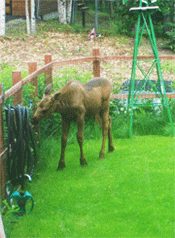 Moose